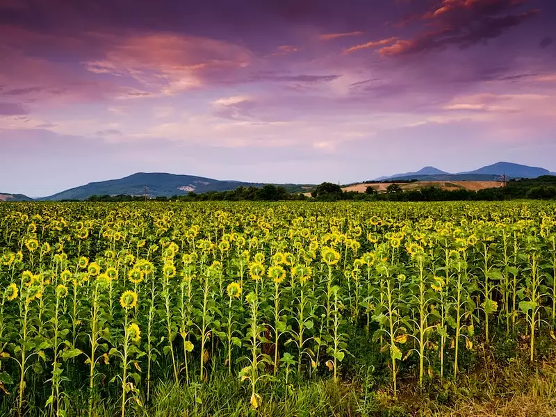 Terrain à bâtir, 1 850 m² - La Selle-sur-le-Bied (45210)