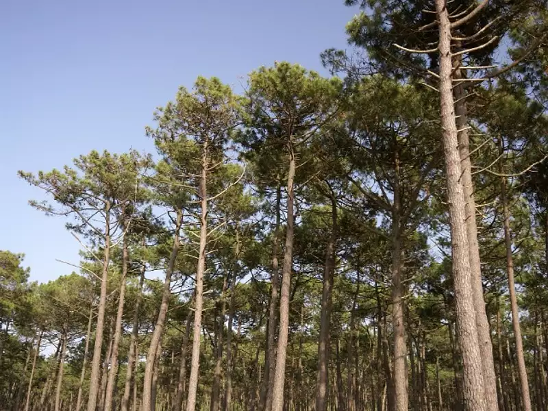 Terrain à bâtir, 311 m² - Arcachon (33120)