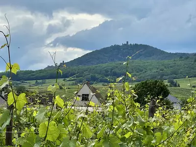 Terrain à bâtir, 1 100 m² - Bergheim (68750)