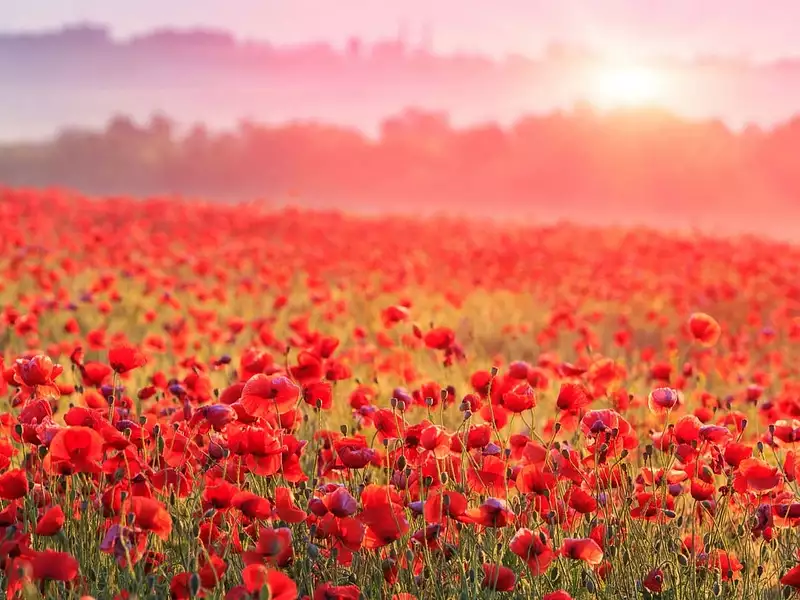 Terrain à bâtir, 570 m² - Vulaines-sur-Seine (77870)