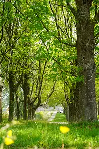 L'Orée de la Massaye