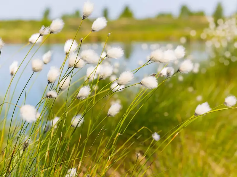 Terrain à bâtir, 989 m² - Hourtin (33990)