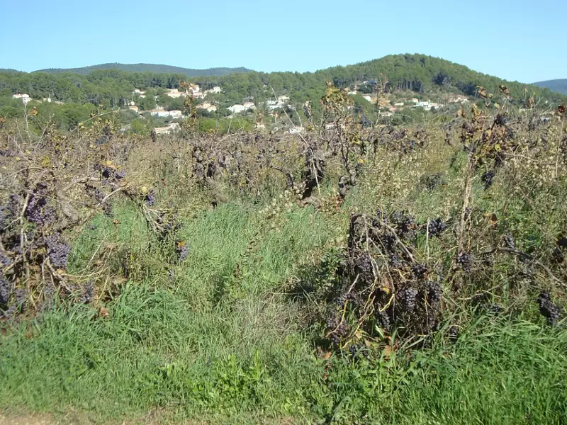 Terrain à bâtir, 460 m² - Cuers (83390)
