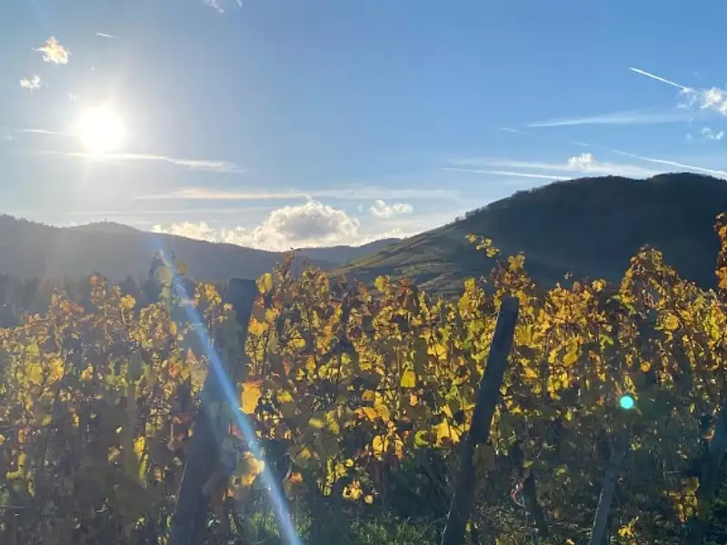 Le HAMO des Remparts - Kaysersberg Vignoble (68240)