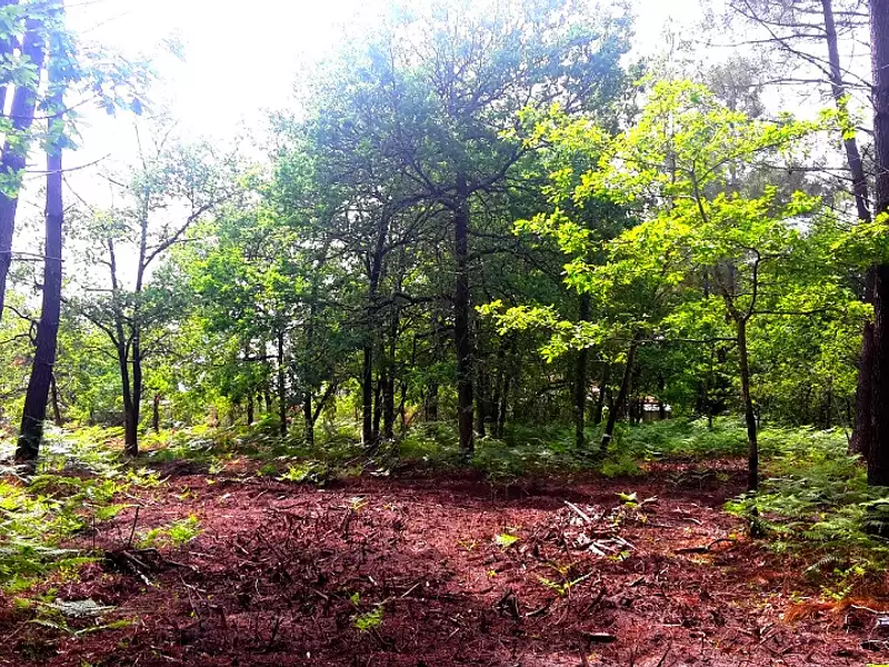 Terrain à bâtir, 485 m² - Sanguinet (40460)