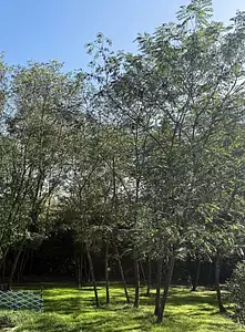 Terrain à bâtir, 800 m²