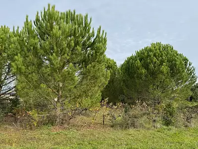 Maison neuve, 50 m²