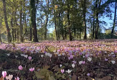Terrain à bâtir, 643 m²