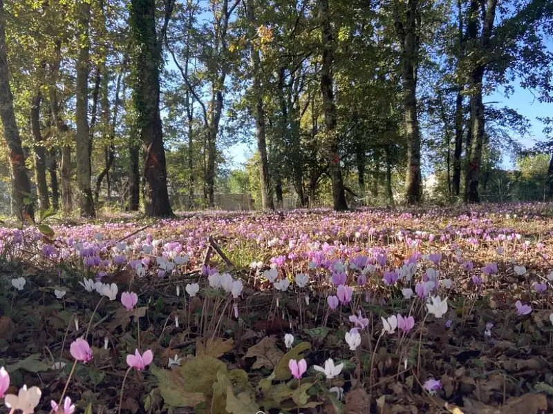 Terrain à bâtir, 643 m² - Gujan-Mestras (33470)