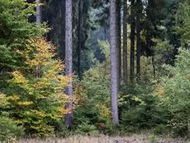 Terrain à bâtir, 497 m² - Jard-sur-Mer (85520)
