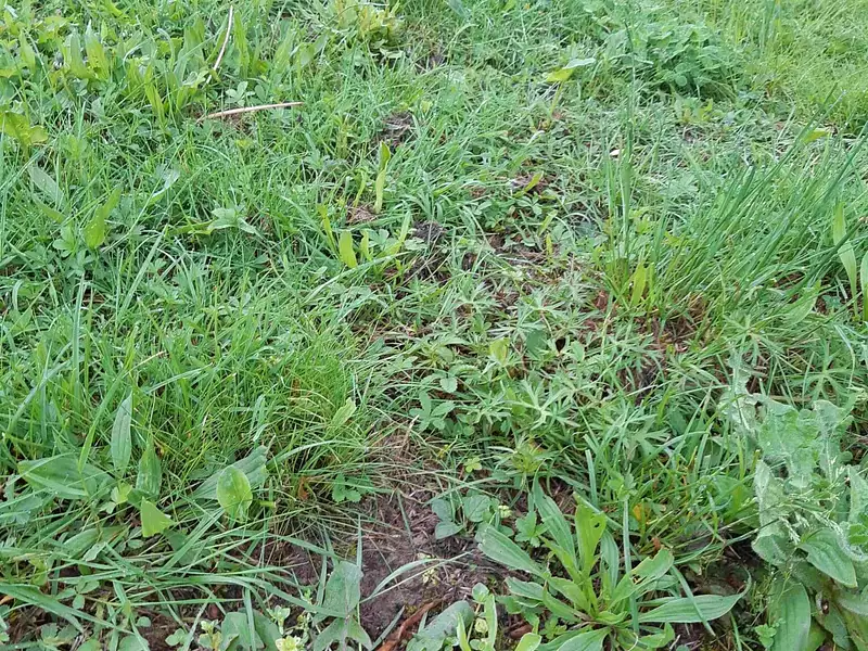 Terrain à bâtir, 335 m² - Chaumes-en-Retz (44320)