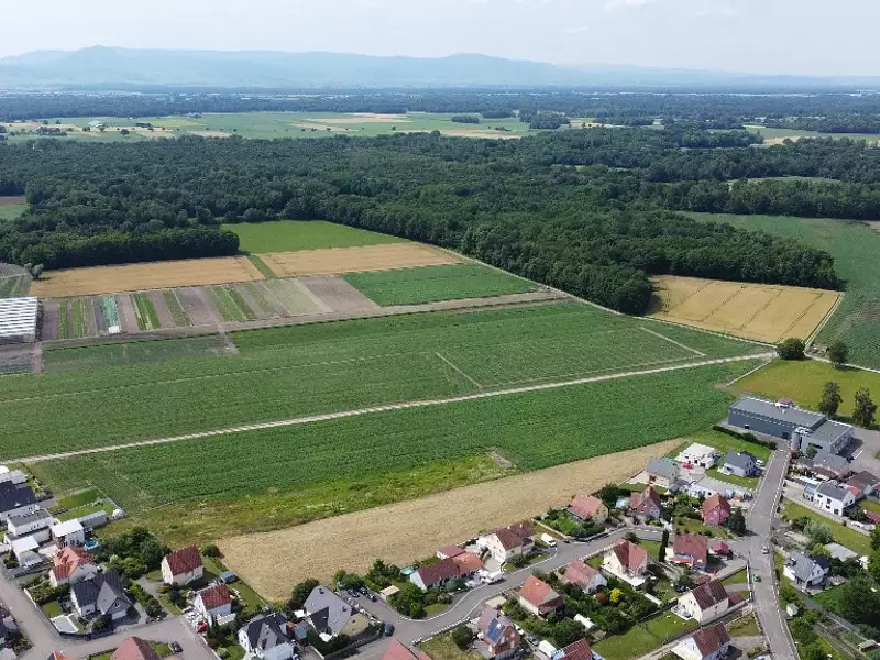 GATTERFLED 1 - Bindernheim (67600)