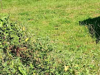 Maison neuve, 60 m²