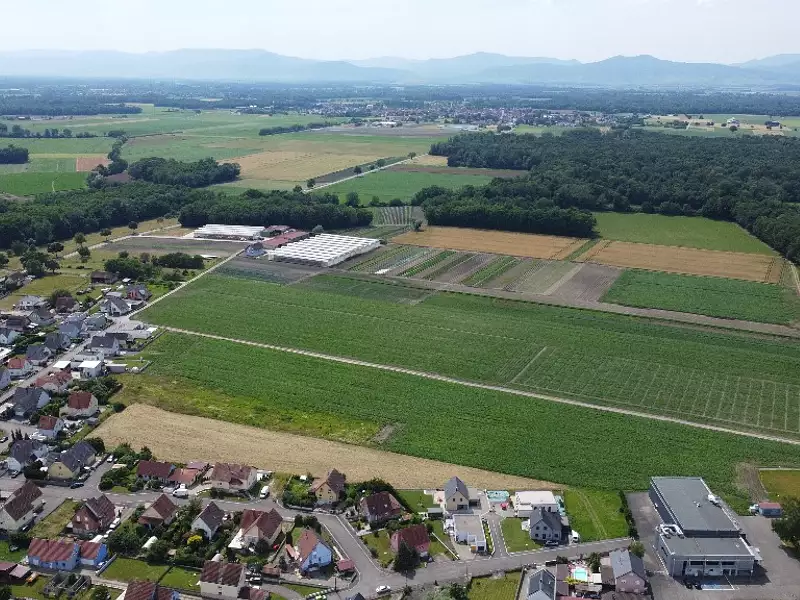 GATTERFLED 1 - Bindernheim (67600)