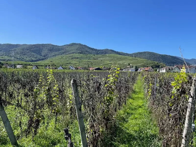 Terrain à bâtir, 252 m² - Wintzenheim (68920)