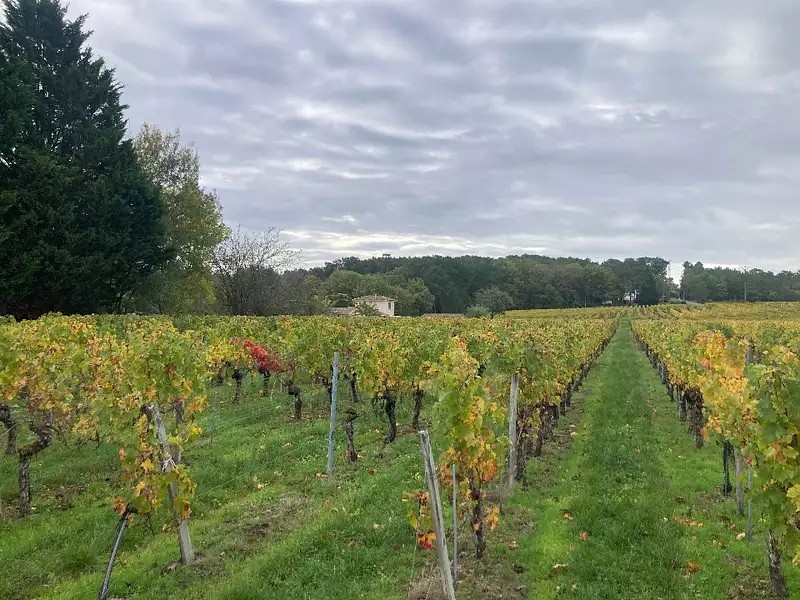 Maison neuve, 80 m² - Saint-Sauveur-de-Puynormand (33660)