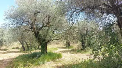 Terrain à bâtir, 2 550 m²