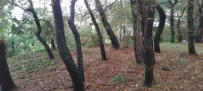 Terrain à bâtir, 555 m²