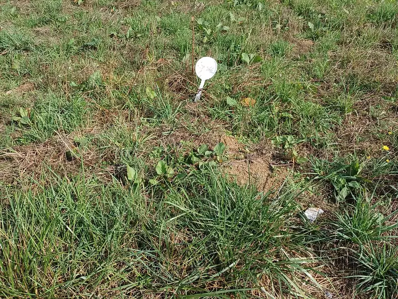 Terrain à bâtir, 467 m² - Gosné (35140)