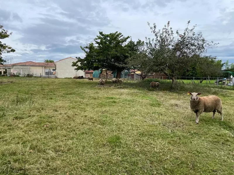 Terrain à bâtir, 914 m² - Replonges (01750)