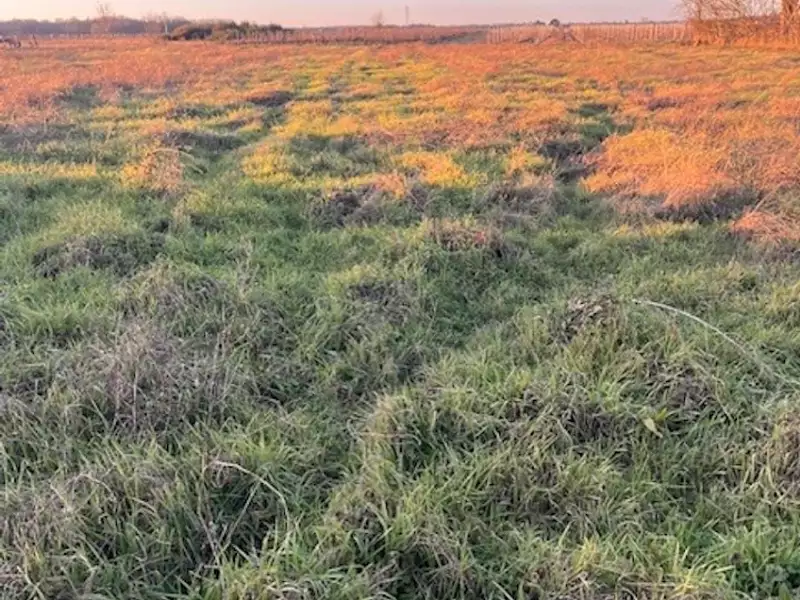 Terrain à bâtir, 1 400 m² - Podensac (33720)