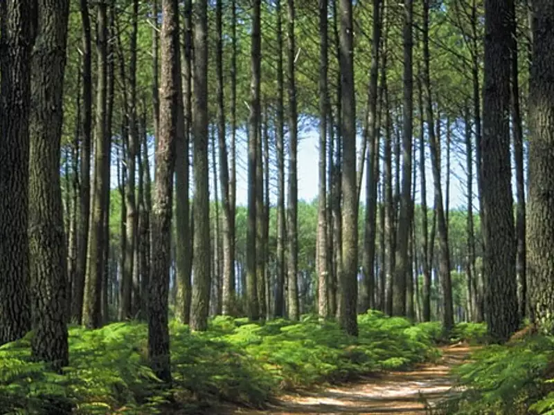 Terrain à bâtir, 420 m² - Saint-Paul-en-Born (40200)