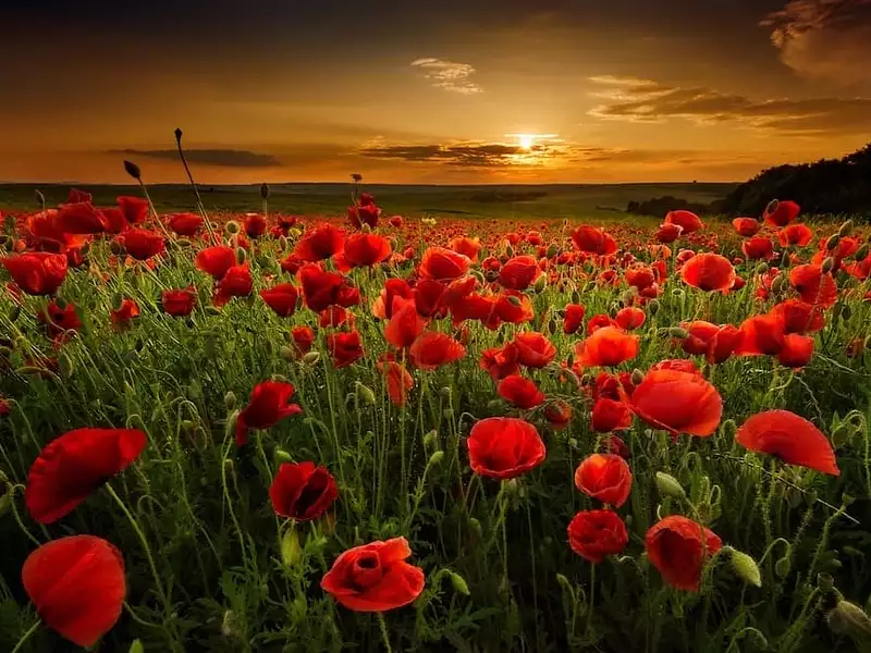 Terrain à bâtir, 449 m² - Ballan-Miré (37510)