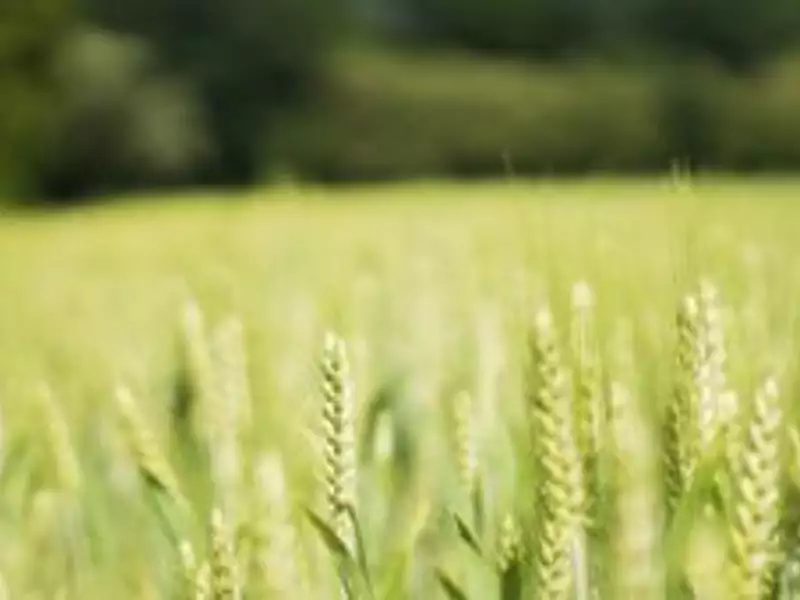 Terrain à bâtir, 462 m² - Notre-Dame-d'Oé (37390)