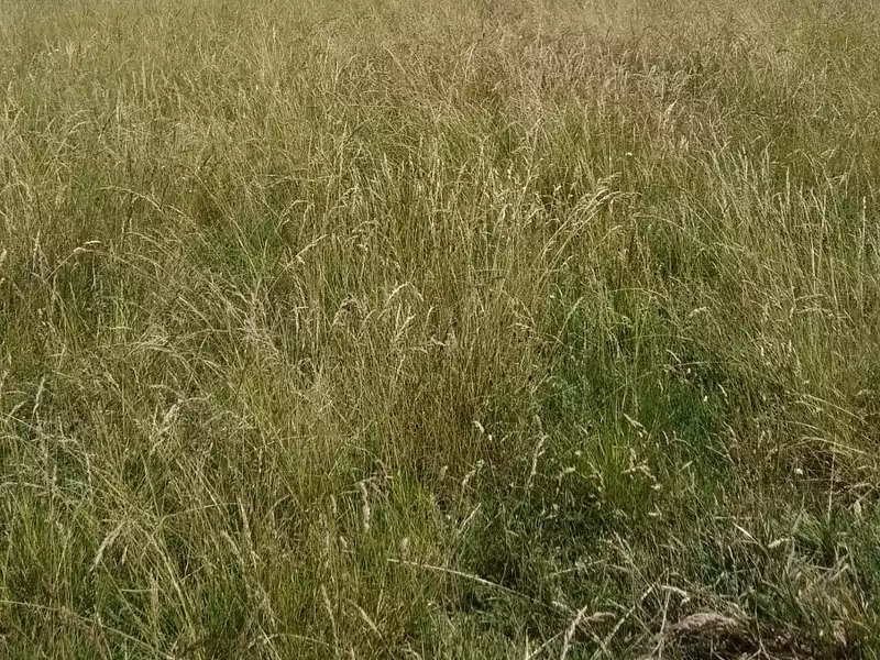 Terrain à bâtir, 775 m² - Joué-du-Bois (61320)