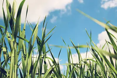 Terrain à bâtir, 1 500 m²