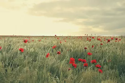 Terrain à bâtir, 354 m²