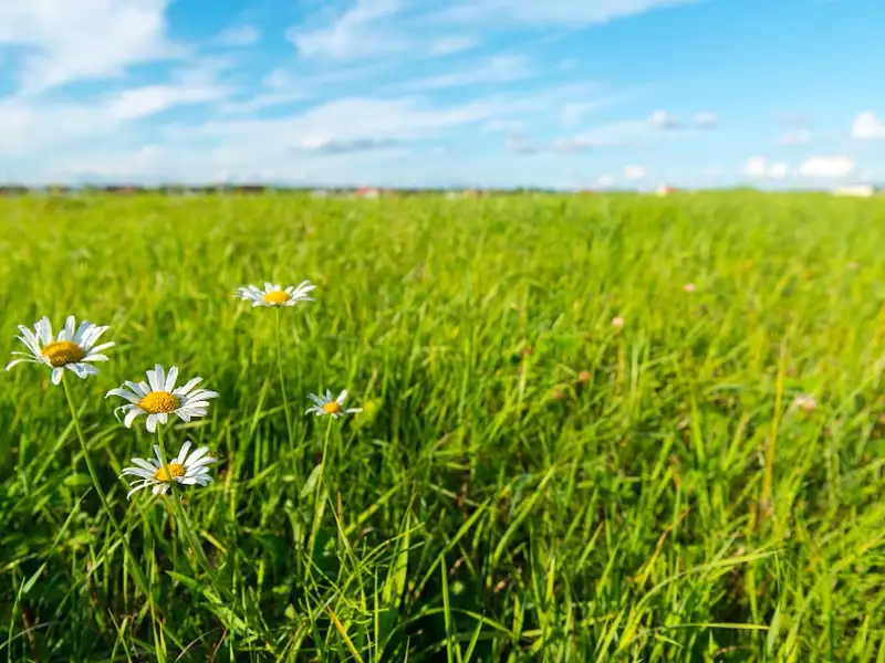 Terrain à bâtir, 1 000 m² - Le Verdon-sur-Mer (33123)