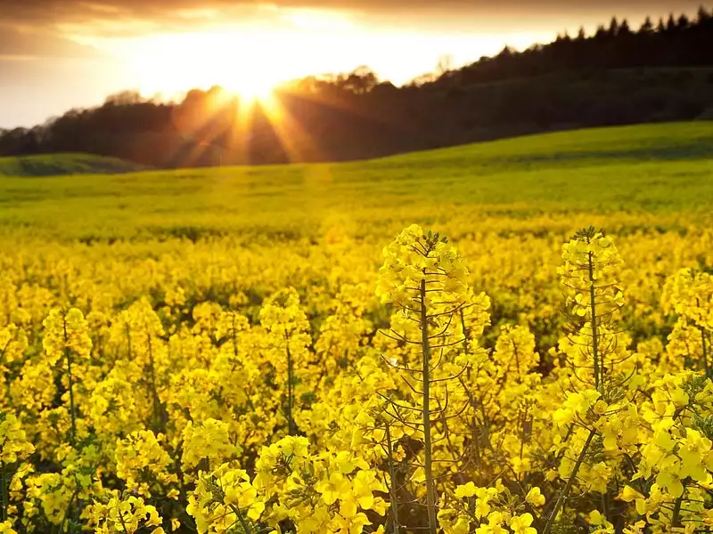 Terrain à bâtir, 1 148 m² - Nemours (77140)