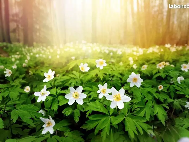 Maison neuve, 105 m² - Castets (40260)