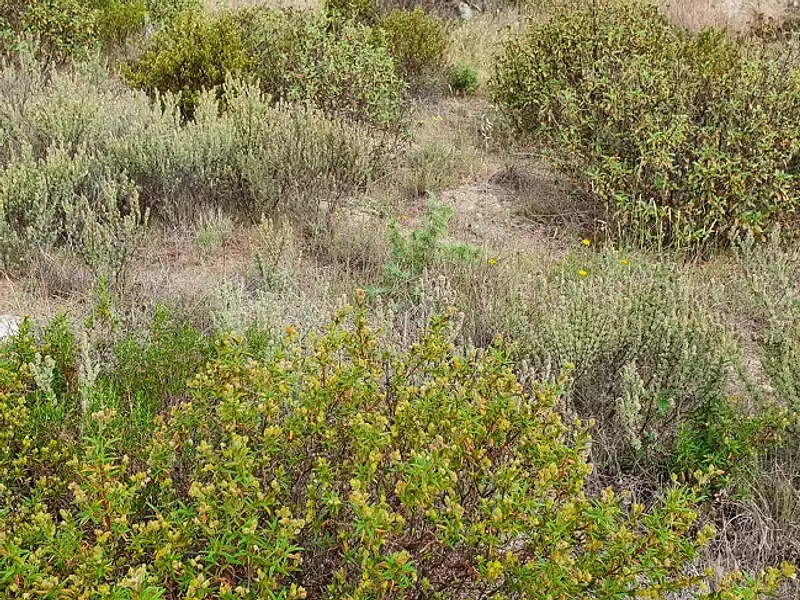 Terrain à bâtir, 804 m² - Saint-estève (66240)