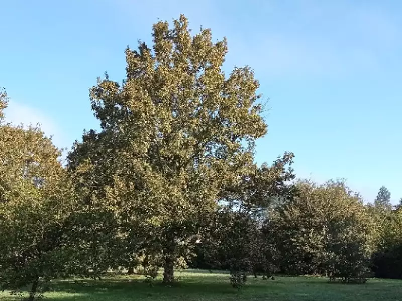 Terrain à bâtir, 1 141 m² - Lège-Cap-Ferret (33950)