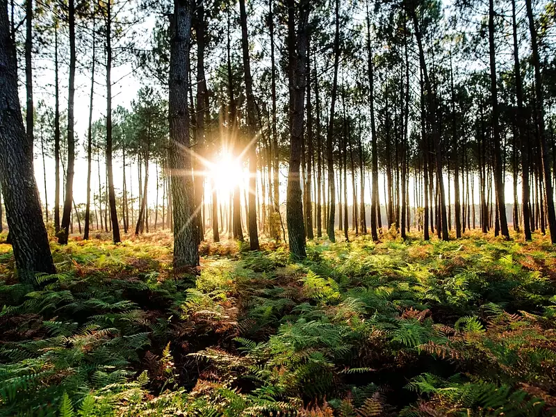 Domaine de Bruna - Messanges (40660)