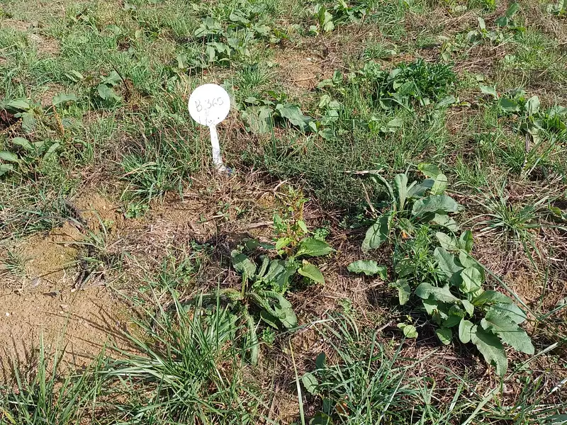 Terrain à bâtir, 381 m² - Torcé (35370)