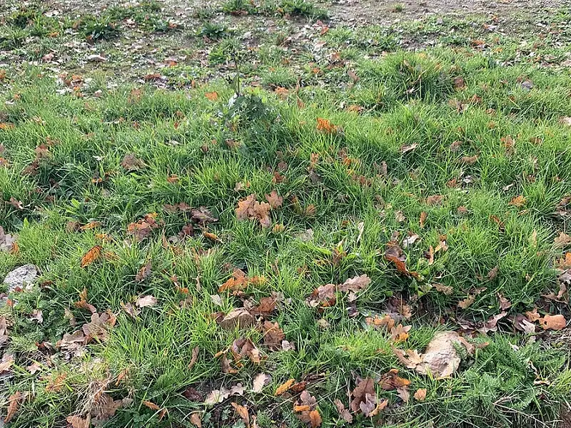 Terrain à bâtir, 435 m² - Rouans (44640)