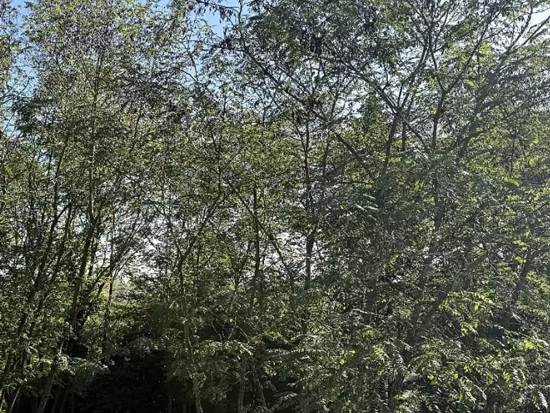 Terrain à bâtir, 800 m² - Langon (33210)