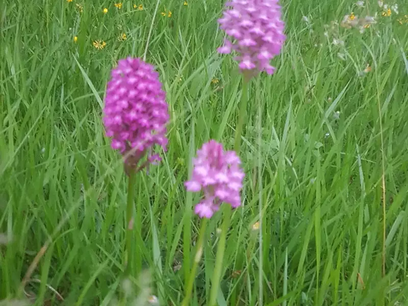 Terrain à bâtir, 310 m² - Saint-Germain-sur-Avre (27320)