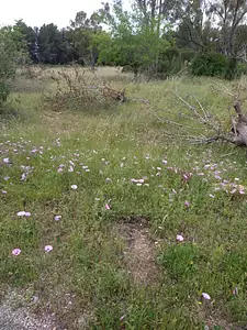 Terrain à bâtir, 2 000 m²