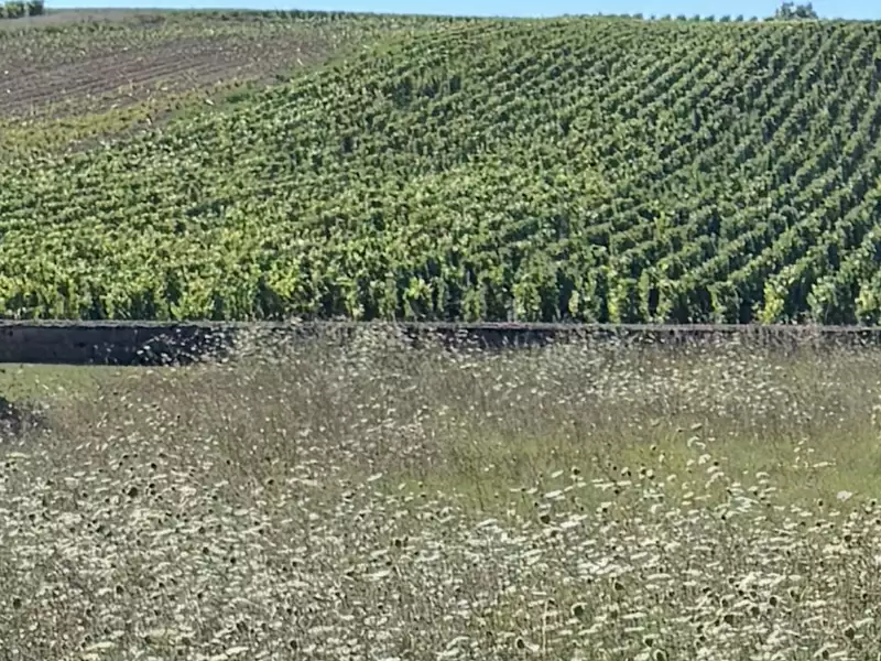 Terrain à bâtir, 600 m² - Chablis (89800)