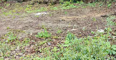 Terrain à bâtir, 445 m²