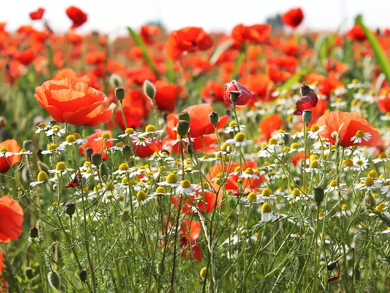 Terrain à bâtir, 810 m² - Hourtin (33990)