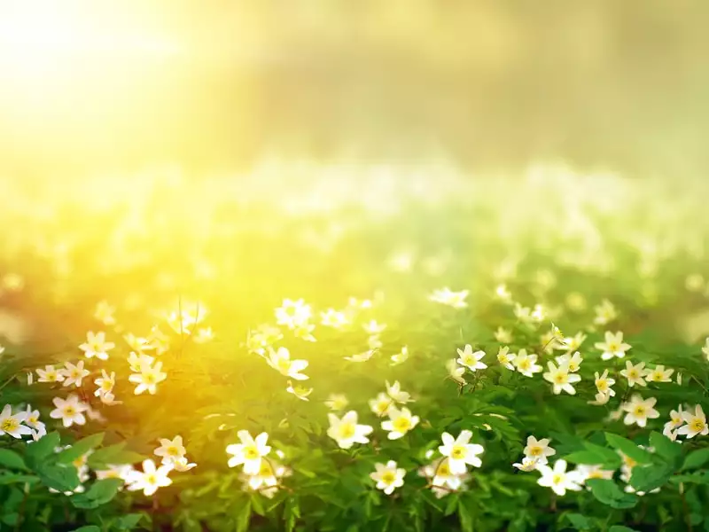 Terrain à bâtir, 700 m² - Ychoux (40160)