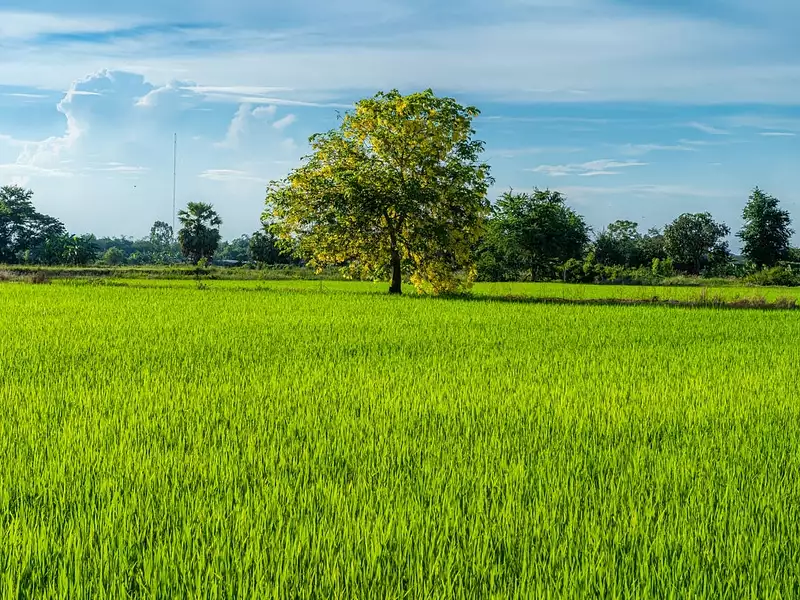 Terrain à bâtir, 1 499 m² - Allassac (19240)