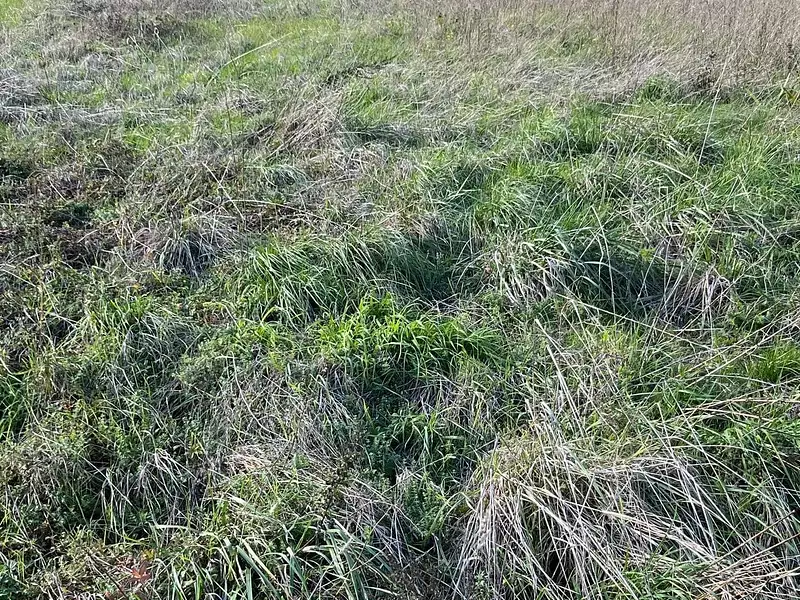 Terrain à bâtir, 1 434 m² - Genté (16130)