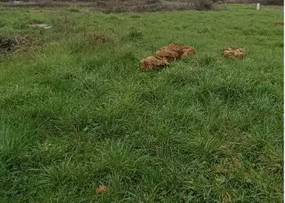 Terrain à bâtir, 597 m²