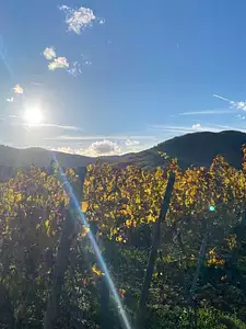 Le HAMO des Remparts